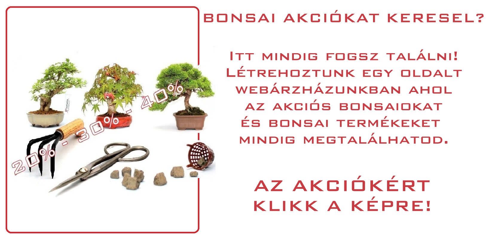 bonsai, vasarlas, bonsaj, rendeles, bonszaj, elado, akcio, webaruhaz, marczika, studio akcios bonsai termekek bonsaj sales